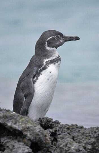 Pingüino,  Islas Galápagos